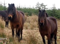 Urgent plea as outbreak hits Dartmoor ponies