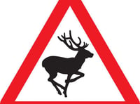 Watch out drivers, there’s a deer about