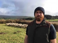 Dartmoor farmer loses nearly 40 sheep after dog attack