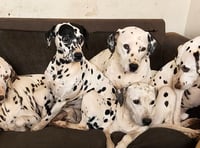 CRUELLA DEVON - Dalmatian sanctuary needs a new home