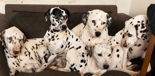 CRUELLA DEVON - Dalmatian sanctuary needs a new home