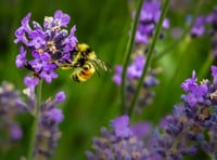 Become a bee champion and help save Bradleys’ bugs