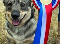 Dartmoor Pony and Dog Show details