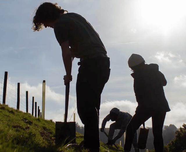 Restoring Darmoor’s Woodland 