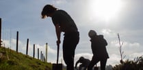 Restoring Dartmoor’s woodlands