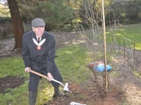 Watch as living legacy of Queen is planted in Teignmouth