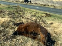 Pony road deaths highest in years