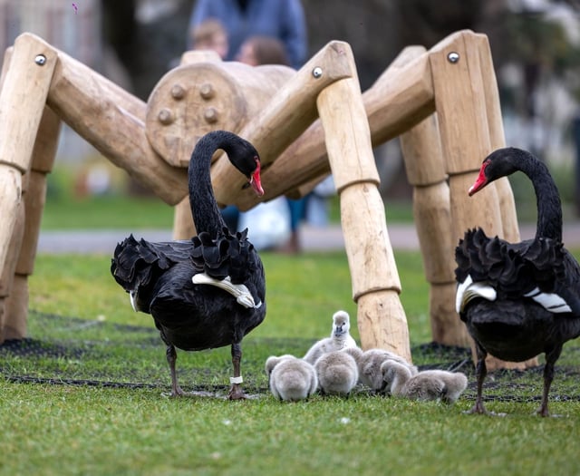 Iconic Black Swans breeding again in Dawlish 