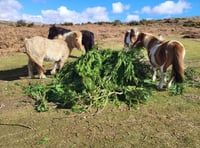 Warning over Dartmoor sheep and pony poisoning