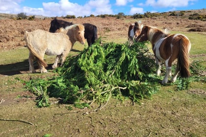 Warning over Dartmoor sheep and pony poisoning