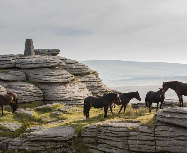 Dartmoor charity hosts free guided walks at Bellever
