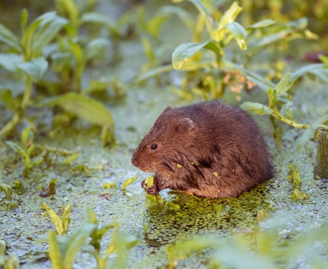 Can you help save the water vole? Volunteers needed to join survey