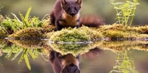 Why we must abandon pine martens rewilding plan