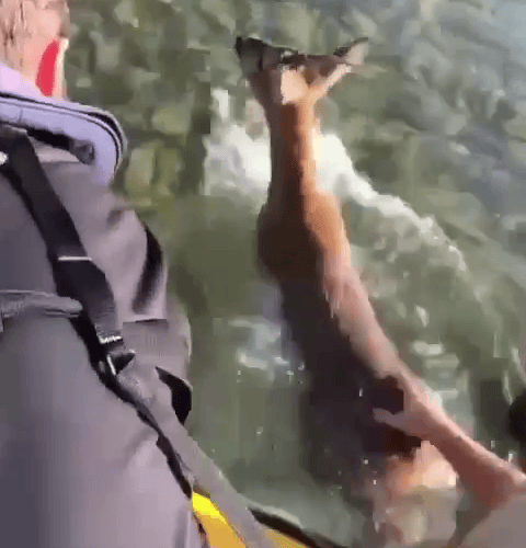 Three scallop divers rescued a young deer which fell into a harbour - pulling it out by its antlers. SWNS story May 2023