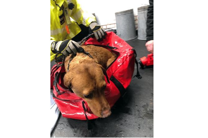 Ernie the Fox Red Labrador