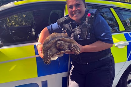 Darwin the tortoise has a brush with the law!