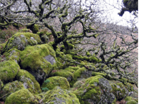 Ancient Dartmoor woodland will double in size