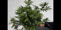 Police seize plants after reports of cannabis growing in garden