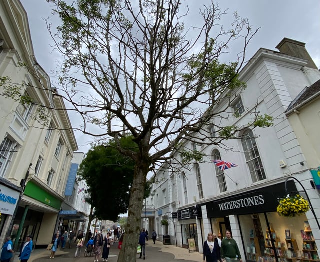 Town tree must be axed but will 'create pop-up meeting space'  

