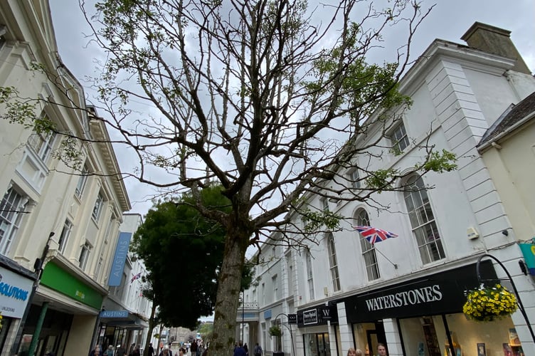 The imminent loss of a diseased tree in the heart of Newton Abbot has delivered an opportunity to create a Ôstylish and practicalÕ spot where shoppers can meet to enjoy coffee or check their phones. The mature but ailing alder in Courtenay Street has been shedding branches for some time and now safety specialists at County Hall have demanded that it be felled.
Picture: NATC (22-8-23)
