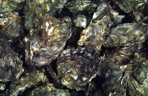 Oyster herpesvirus disease confirmed in River Teign and River Exe
