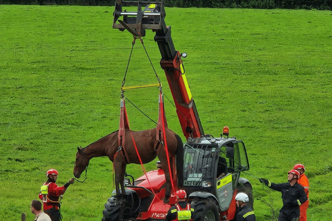 Buckfastleigh firefighters assist in horse rescue 