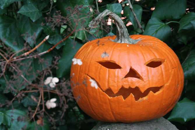 Pumpkin stock image 