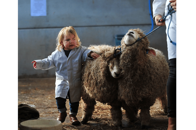 Two-year old Lottie Darke from Kingsbridge assisting with sheep moving