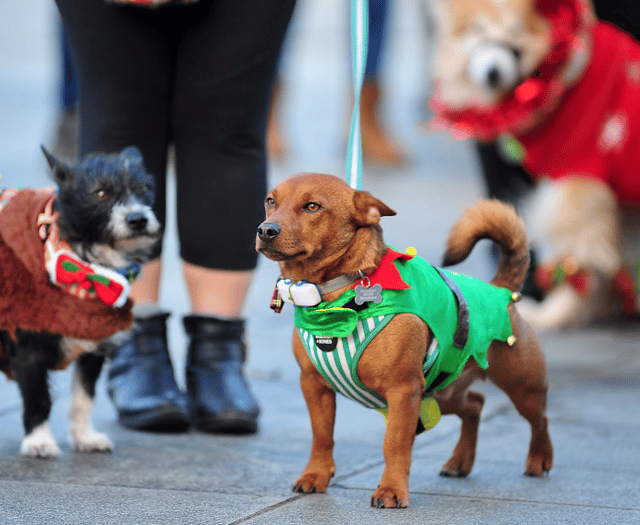 Dog-friendly carol service cancelled as Storm Darragh looms 