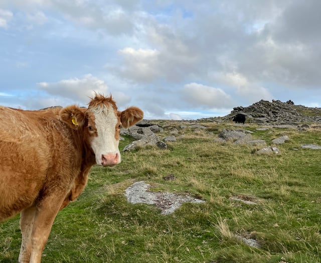 Independent Review calls for radical change on Dartmoor