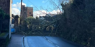 Fallen tree hits power lines 