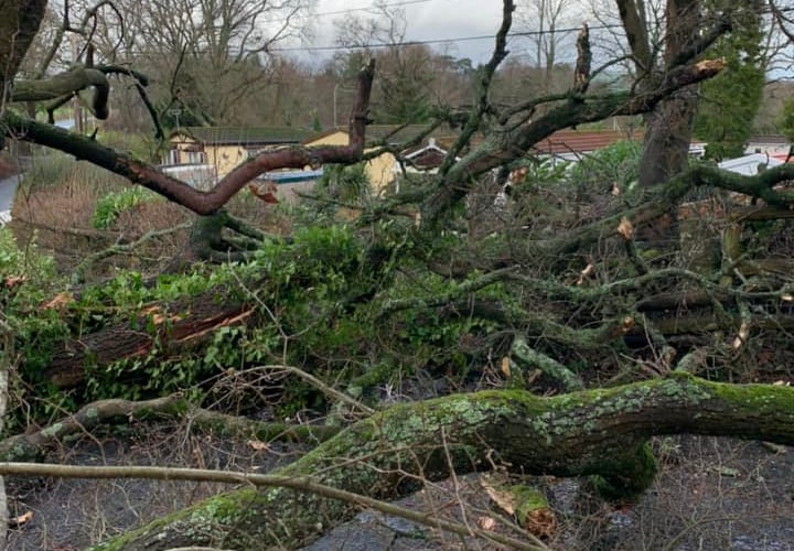 Fallen tree