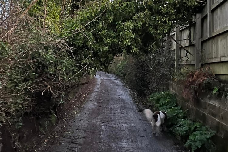 Fallen tree in Dawlish. Photo by Nic Western 