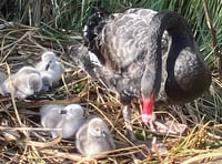 New Black Swan cygnets in Dawlish 