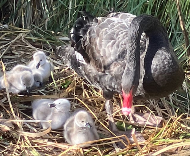 New Black Swan cygnets in Dawlish 