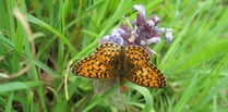 Devon’s rare butterflies in decline