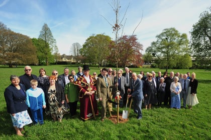Oak trees planted to commemorate 50 years of town council