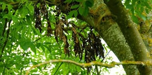 100 trees to be planted as Ash Dieback confirmed 