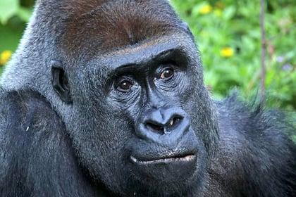 Oldest silverback gorilla in UK dies in Devon zoo