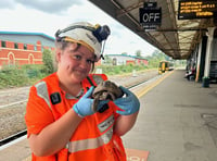 Tortoise on the tracks