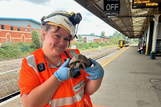 THE tortoise arriving at Platform 1 - is the very slow non-stop stop service from Teignmouth.
Sharp-eyed Network Rail superhero Steph sprang into action after she spotted the chelonian attempting a chuff-chuff impersonation on the tracks between Teignmouth and Newton Abbot
The roving reptile is now on the right side of the tracks at Newton Abbot Railway Station and  being looked after by GWR Customer Host Kevin