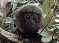 Baby monkey named after long-serving volunteer 