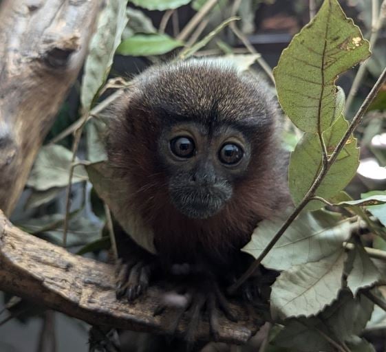 Baby monkey named after long-serving volunteer 