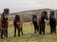 Call to save moor ponies from extinction