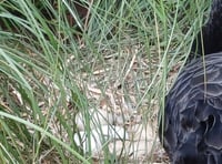 Wardens continue to monitor swans 