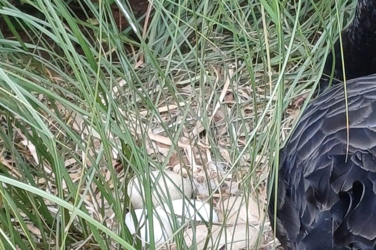 Black Swan nest in Dawish. Photo Dawlish Waterfowl Wardens 