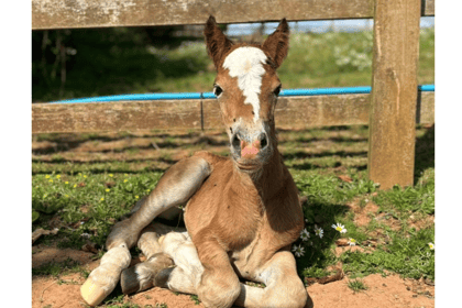 Birth of pony charity's newest foal caught on video 