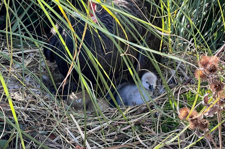 New cygnets are hatching in Dawlish. Photo Dawlish Waterfowl 