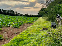 Organic farm's pumpkin project