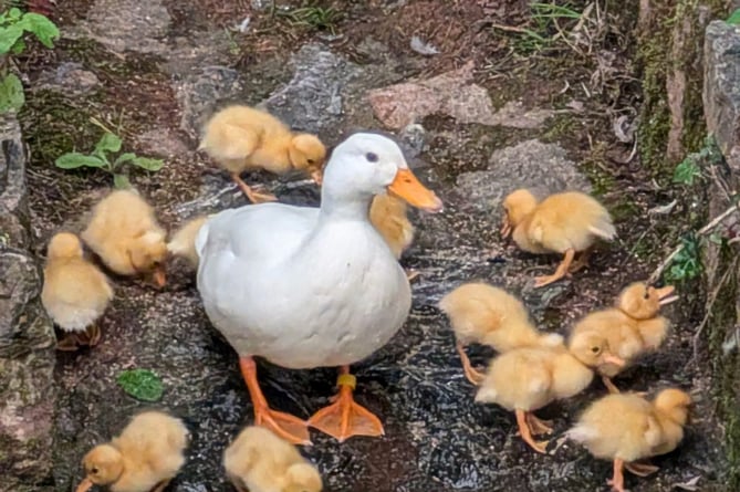 Ducklings lost to bad weather or predators in Dawlish. Photo Dawlish Waterfowl Wardens 